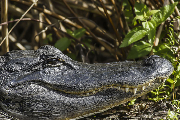  Missisippi- Alligator in the Everglades National Park, Florida, USA, North America