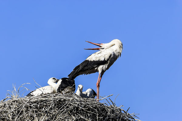 Weißstorch (Ciconia ciconia), Niedersachsen, Deutschland, Europa