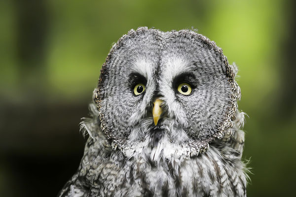 Great Grey Owl (Strix nebulosa) ), Bavarian Forest natural preserve, Bavaria, Germany, Europe