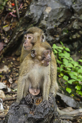 Crab eating macaque (macaca fasicularis),Nam Cat Nationalpark Vietnam