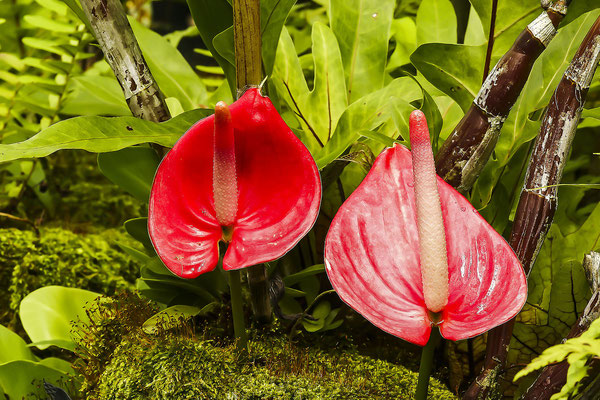 Tropische Orchidee (Orchidaceae), Vanda-Hybride, Mokara, Phuket, Thailand