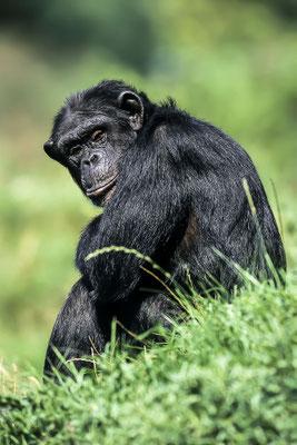 Western chimpanzee (Pan troglodytes verus), adult, female, pensive ( - taken with slide film -)