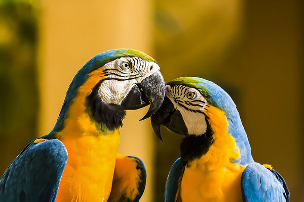 Papagei, Blau-gelber Ara (Ara ararauna), Zoo von Singapur, Asien