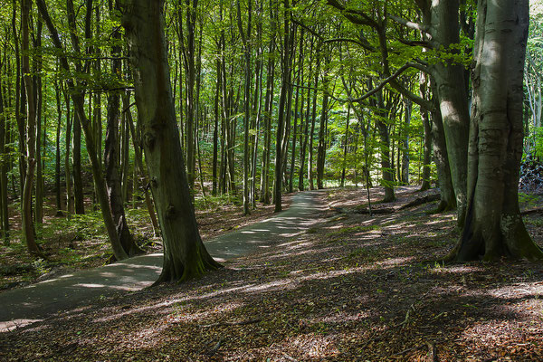 Buchenwald (Fagus sp.), Stubnitz, Nationalpark Jasmund, Rügen, Mecklenburg-Vorpommern, Deutschland, Europa