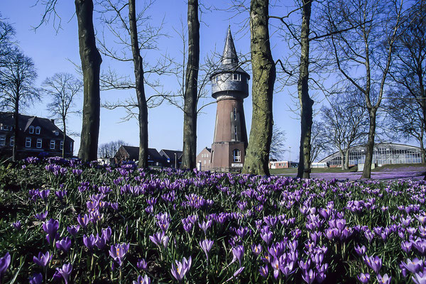 Krokusblüte, (Crokus), Schlosspark in Husum, Schleswig-Holstein,Europa  (Motiv wurde mit Diafilm aufgenommen)