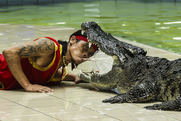 Siamese Crocodile (Crocodylus siamensis), crocodile show, Zoo Phuket, Thailand, Asia