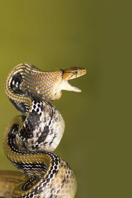 Rattenschlange oder Copperhead-Rattennatter (Coelognatus radiatus), Vietnam, Asien