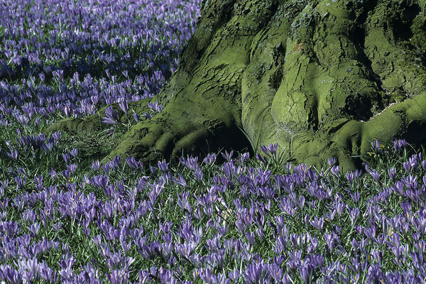Krokus-Blüte, Schlosspark Husum,Deuschland, Europa,(aufgenommen mit Dia-Film)