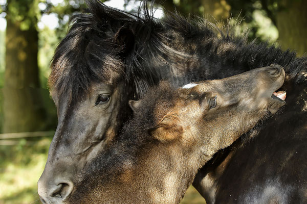 Icelandic horse with foal