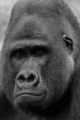 Westlicher Flachlandgorilla (Gorilla Gorilla), Porträt,Motiv wurde mit Dia-Film aufgenommen
