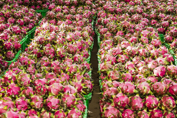 Dragon fruits, Pitahaya (Selenicereus megalanthus), Vietnam, Asia