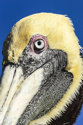Brown pelicane (Pelicanus occidentalis),Sanibel island,Florida,USA