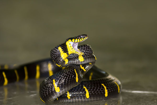 Mangrove Snake (Boiga dendrophila),Vietnam,Asia