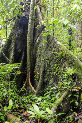 Mammut-tree,Khao Sok national park, Thailand, Asia