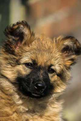 Harzer Fuchs ,Welpe (Canidae), deutsche Hunderasse  (Motiv wurde mit Diafilm aufgenommen)