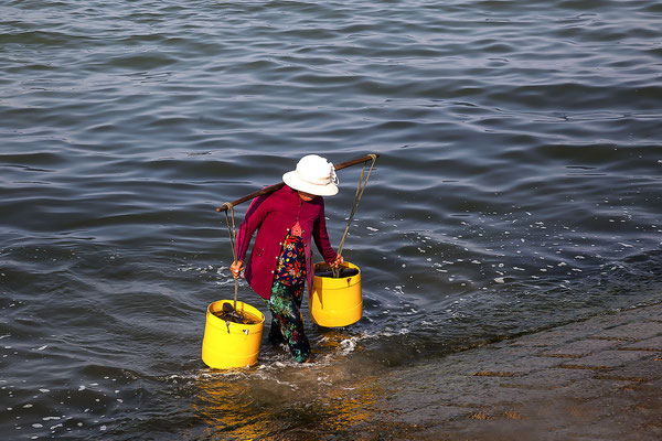  Eine vietnamesische Frau trägt frisch gefangenen Fisch von Fischerboot an Land, CanNa, Südchinesisches Meer, Vietnam, Asien 