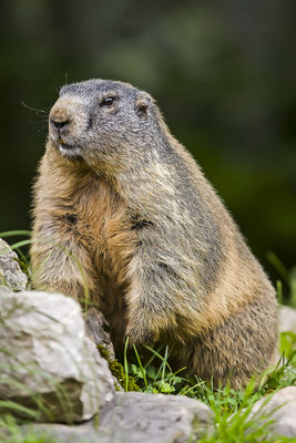Alpenmurmeltier (Marmota marmota) im Nationalpark Hohe Tauern, Alpen, Österreich, Europa