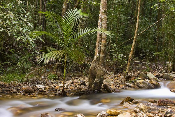 Rainforest, Terjun Temurun National Park, on Langkawi Island, Malaysia
