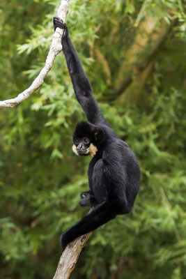 Mueller's Bornean Gibbon or Grey Gibbon (Hylobates muelleri)