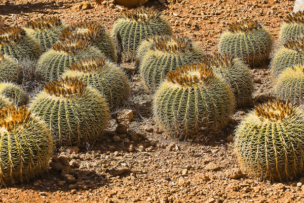 Golden barrel cactus (Echinocactus grusonii), Botanicactus Park, Mallorca, Spain, Europe
