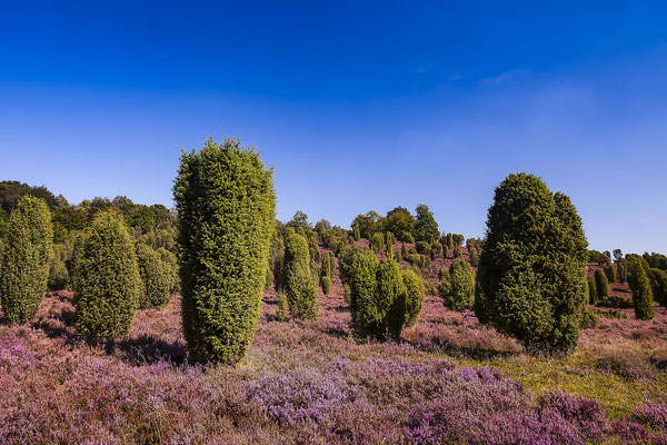 Landschaft mit blühendem Heidekraut (Calluna vulgaris) Naturschutzgebiet Lüneburger Heide, Niedersachsen, Deutschland, Europa