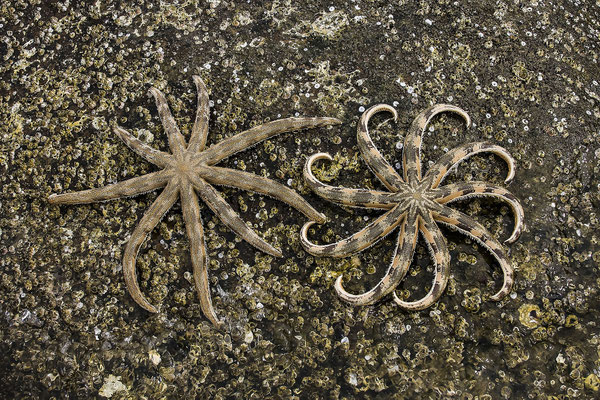 Starfish (Asteroidea), Phu Quoc island, Gulf of Thailand, Vietnam, Asia