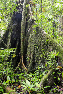 Mammut-Baum, Nationalpark Khao Sok, Thailand, Asien