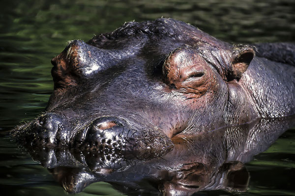 Nilpferd,Flußpferd,(Hippopotamus,amphibius) (Motiv wurde mit Diafilm aufgenommen)