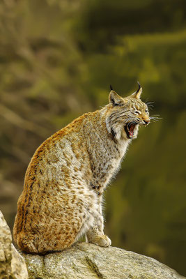 Europäischer Luchs,(lynx lynx)
