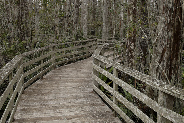 Boardwalk in the Corkscrew Swamp Sancturay, Florida, USA