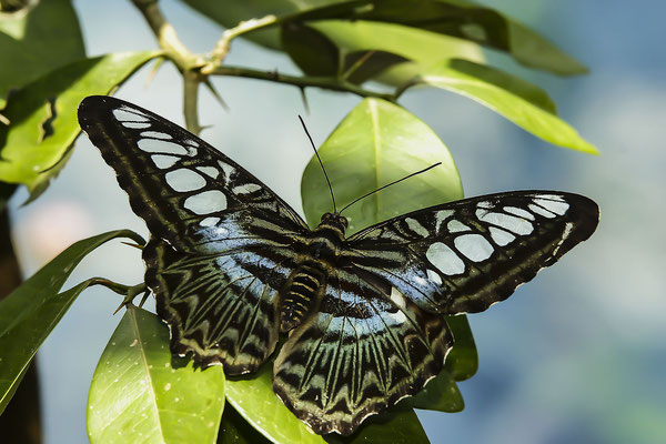 Asiatischer Schmetterling, Blauer Fritillary, Malaysia, Asien (Melitaea athalia)