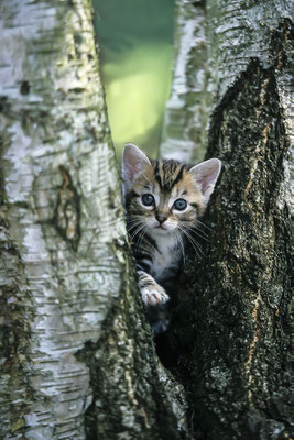 Katze, Hauskatze (Felis silvestris catus)  (Motiv wurde mit Diafilm aufgenommen)