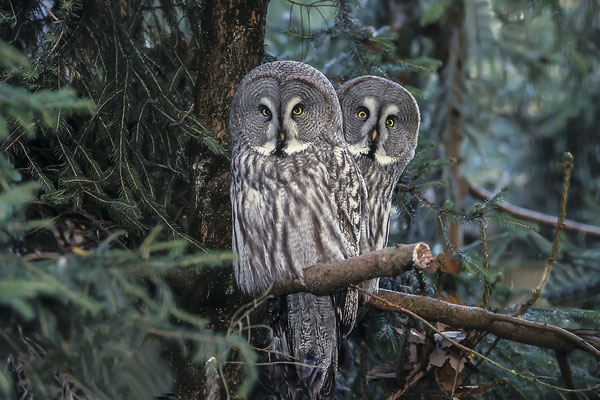 Great Grey Owl (Strix nebulosa) ), Bavarian Forest natural preserve, Bavaria, Germany, Europe ( - taken with slide film -)