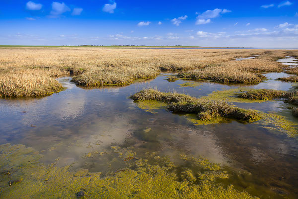 Nationalpark Wattenmeer nahe  der Insel Mandö, Jütland, Nordsee, Dänemark, Europa