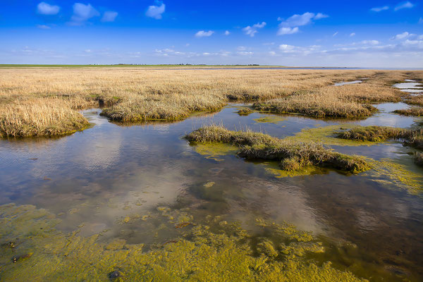 Wadden Sea National Park, near MandÃ¶ island, Jutland, North Sea, Denmark, Europe