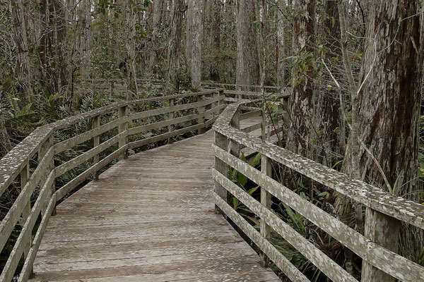 Holzlaufsteg  im Corkscrew Swamp Sanctuary, Florida, USA