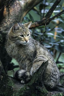 Wildkatze (Felis silvestris)  (Motiv wurde mit Diafilm aufgenommen)