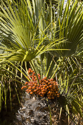 Canary Island date palm (Phoenix canariensis), Mallorca, Spain, Europe
