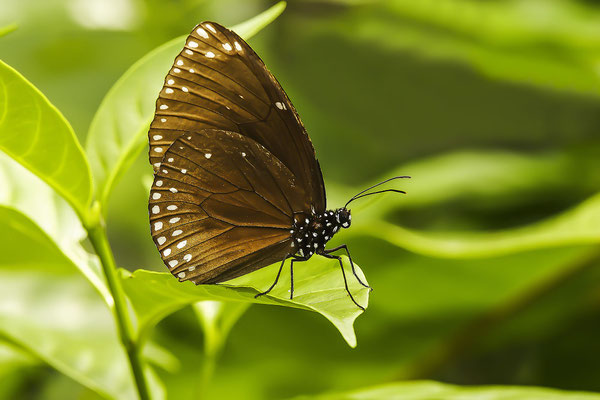 Tropischer Schmetterling (Euploea mulciber), Malaysia, Asien