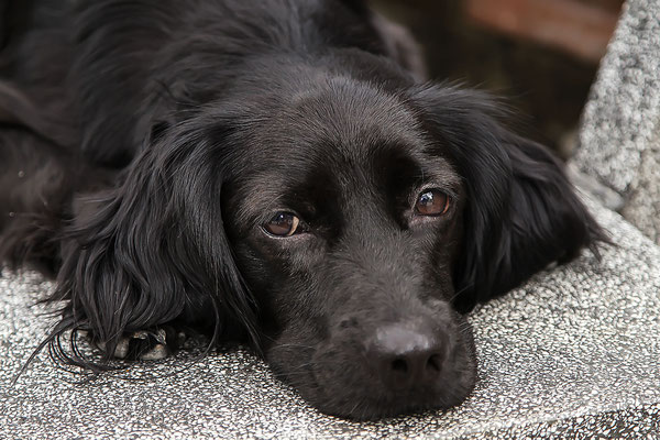 Junger Labrador-Mix, männlich, Porträt