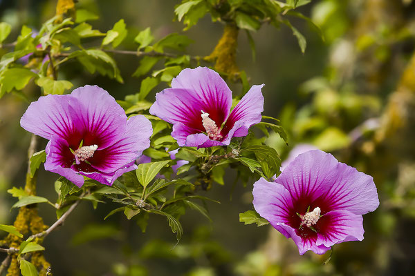 Blühender Hibiscus - Eibisch - Straucheibisch – Roseneibisch,(Hibiscus syriacus altea),Mallorca,Spanien