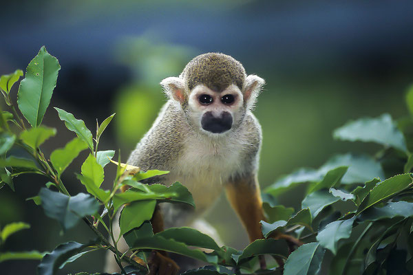 Common squirrel monkey (Saimiri sciureus) in a tree, captive, distribution South America