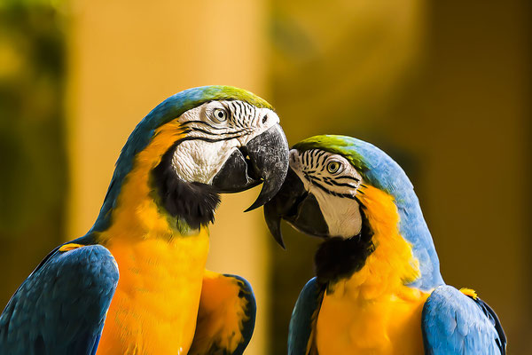Parrot, Blue-and-yellow Macaw (Ara ararauna), Singapore Zoo, Asia