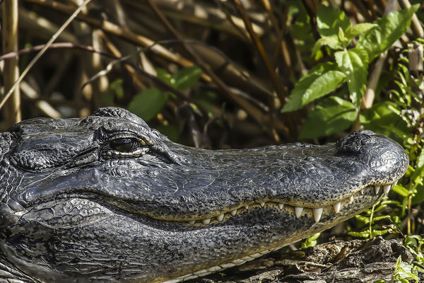  Missisippi-Alligator (Alligator mississippiensis )  im Everglades-Nationalpark, Florida, USA