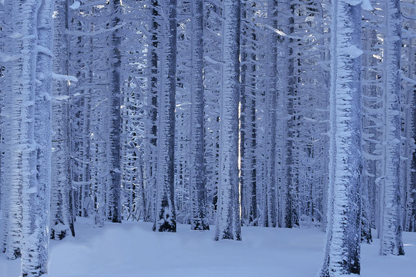 Snowy firs on the summit of Brocken-mountain, Saxon-Anhalt, Harz National Park, Braunlage, Germany ( - taken with slide film -)