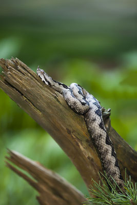 European horned viper, sand viper, horned viper or sand viper (Vipera ammodytes), Croatia, Europe