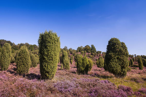 Landschaft mit blühendem Heidekraut (Calluna vulgaris) Naturschutzgebiet Lüneburger Heide, Niedersachsen, Deutschland, Europa