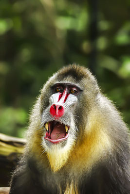 Mandrill (Mandrillus sphinx), Porträt eines Männchens   (Motiv wurde mit Diafilm aufgenommen)
