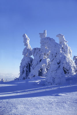 Verschneite Tannen auf dem Gipfel des Brockens, Sachsen-Anhalt, Nationalpark Harz, Braunlage, Deutschland  (Motiv wurde mit Diafilm aufgenommen)