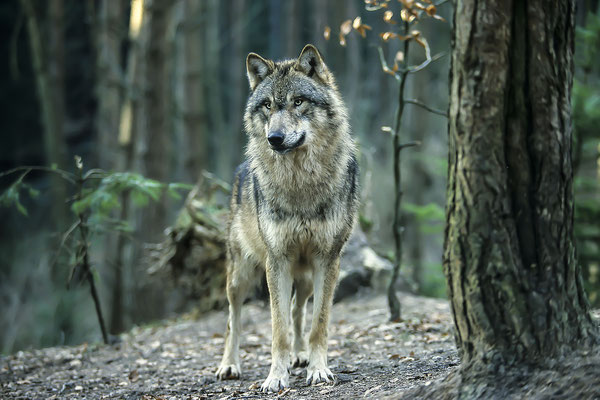 Grauer Wolf oder Timberwolf (Canis lupus )  (Motiv wurde mit Diafilm aufgenommen)